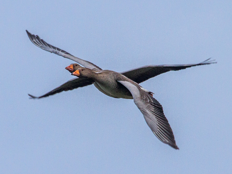 domestic Greylag Goose x Swan Goose hybrid